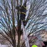 Strom u domu v Milevsku se stal kočce osudným. Mrtvé zvíře sundávali hasiči