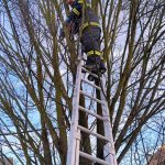 Strom u domu v Milevsku se stal kočce osudným. Mrtvé zvíře sundávali hasiči