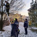 Strom u domu v Milevsku se stal kočce osudným. Mrtvé zvíře sundávali hasiči