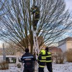 Strom u domu v Milevsku se stal kočce osudným. Mrtvé zvíře sundávali hasiči