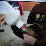 ZOO Tábor zachraňuje kozlíky a hledá spoluzachránce