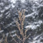 Nové titulní foto pro Facebook Milevských novin je od fotografa Petra Lívance