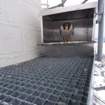 Písek umístil na teplárenské komíny budky pro sokoly, dravci si je hned našli