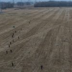 Odborníci zkoumají chování zajíců, dali jim GPS obojky. Cílem je snížit riziko střetů zvěře s auty