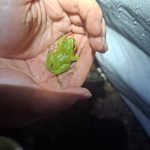 V okolí Písku vyrostly bariéry, které mají ochránit obojživelníky