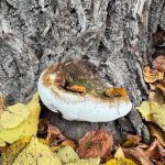 Lípa na hradišťské návsi v Písku musí jít k zemi