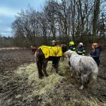 Hasiči pomáhají v Noskově se zvednutím koně