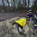 Hasiči pomáhají v Noskově se zvednutím koně