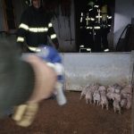 Požár prasečáku ve Chvalovicích: Hasiči evakuovali prasata, škoda bude přes milion korun