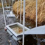 Jihočeští a američtí vědci odhalili psychoaktivní léčiva v raných stadiích sladkovodních ryb