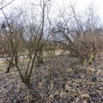 Začala revitalizace Staré řeky ve Strakonicích. Přinese návrat vody, přírody i života do krajiny