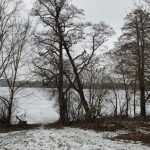 Stromy v okolí rybníku Vajgar představují riziko. Půjdou k zemi