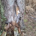 Stromy v okolí rybníku Vajgar představují riziko. Půjdou k zemi