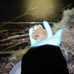 Nemohou si vybrat jinou cestu. Žáby se rozmnožují pouze ve své rodné vodní nádrži