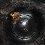 Nemohou si vybrat jinou cestu. Žáby se rozmnožují pouze ve své rodné vodní nádrži