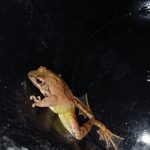 Nemohou si vybrat jinou cestu. Žáby se rozmnožují pouze ve své rodné vodní nádrži