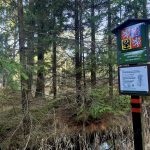 VÝLETY: Tajemná krajina a ticho rašeliniště na Červeném blatě