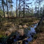 VÝLETY: Tajemná krajina a ticho rašeliniště na Červeném blatě