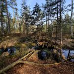 VÝLETY: Tajemná krajina a ticho rašeliniště na Červeném blatě