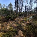 VÝLETY: Tajemná krajina a ticho rašeliniště na Červeném blatě