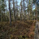 VÝLETY: Tajemná krajina a ticho rašeliniště na Červeném blatě