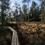 VÝLETY: Tajemná krajina a ticho rašeliniště na Červeném blatě