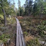 VÝLETY: Tajemná krajina a ticho rašeliniště na Červeném blatě