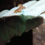 Nemohou si vybrat jinou cestu. Žáby se rozmnožují pouze ve své rodné vodní nádrži