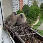 Autorkou fota měsíce března na Facebooku Táborska je Alena Krupová