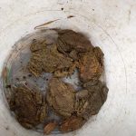 Nemohou si vybrat jinou cestu. Žáby se rozmnožují pouze ve své rodné vodní nádrži