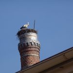 Čapí hnízdo v Soběslavi už není opuštěné. A co u vás?