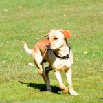 Rozhodčí v hlavní roli! Remízu v derby zachránila čimelická puma Václav Vařenka