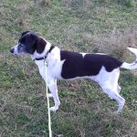 Hledá se Reiky, patnáctiletá fenka se zaběhla u Kovářova