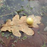 Snímky měsíce na Facebook Jindřichohradecka přišly ze Suchdola nad Lužnicí