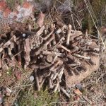 Pyrotechnici vykopali v lese u Albrechtic na Písecku přes 300 granátů