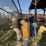 V táborské zoo našla nový domov puma z nelegálního chovu