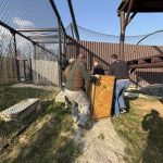 V táborské zoo našla nový domov puma z nelegálního chovu