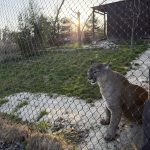V táborské zoo našla nový domov puma z nelegálního chovu