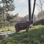 V táborské zoo našla nový domov puma z nelegálního chovu