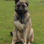 U Tálína se potuloval pastevecký pes. Majitel se ho asi zbavil, teď hledá nový domov