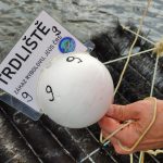 Lipenští candáti dostanou hnízda z kominických štětek, odborníci sledují jejich tření 