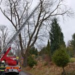 Kocour ve Vimperku uvázl na stromě. Na zem mu pomohli hasiči