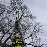 Kocour ve Vimperku uvázl na stromě. Na zem mu pomohli hasiči
