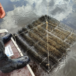 Lipenští candáti dostanou hnízda z kominických štětek, odborníci sledují jejich tření 