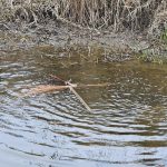 Lomnice hlásí: Jaro je tu! Smrtka skončila ve Zlaté stoce