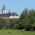 Ve Španělsku při zimování uhynuly stovky čápů na ptačí chřipku. Vrací se čápi do jihočeských hnízd?