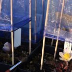 Úspěch třeboňské botanické. Hvězdou sezony je koniklec, objeví se ale i masožravky