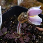 Úspěch třeboňské botanické. Hvězdou sezony je koniklec, objeví se ale i masožravky