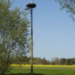 Ve Španělsku při zimování uhynuly stovky čápů na ptačí chřipku. Vrací se čápi do jihočeských hnízd?