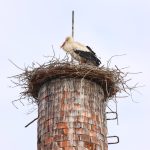 Ve Španělsku při zimování uhynuly stovky čápů na ptačí chřipku. Vrací se čápi do jihočeských hnízd?